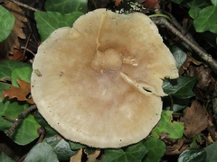 Clitocybe nebularis