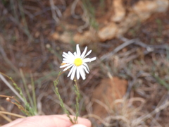 Felicia muricata