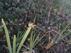 Alpaida veniliae