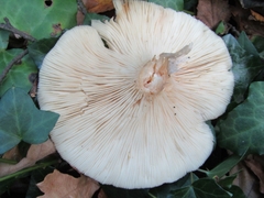 Clitocybe nebularis