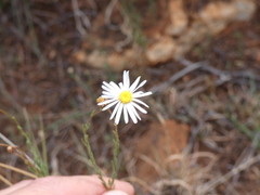 Felicia muricata