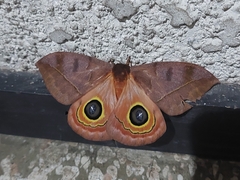 Automeris hamata