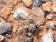Anacampseros filamentosa