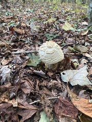 Amanita polypyramis