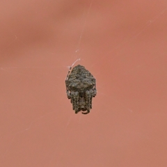 Parawixia audax