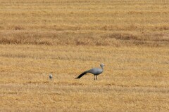 Anthropoides paradiseus