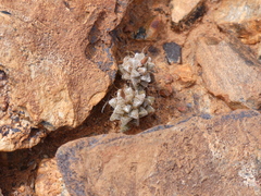 Anacampseros filamentosa