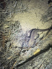 Paramesotriton hongkongensis