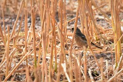 Saxicola torquatus