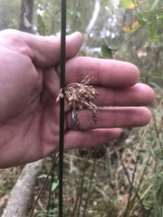 Juncus effusus