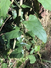 Cissus verticillata