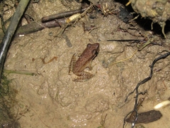 Chalcorana chalconota