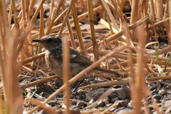 Saxicola torquatus