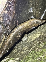 Amolops hongkongensis