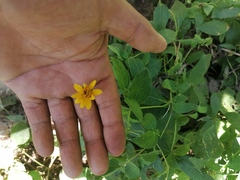 Wedelia acapulcensis