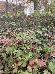 Viburnum setigerum