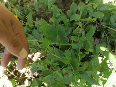 Wedelia acapulcensis