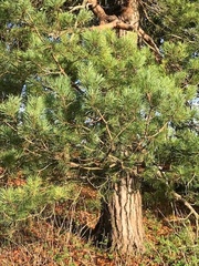 Pinus nigra laricio