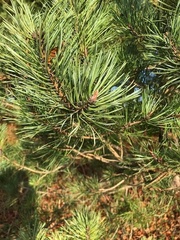 Pinus nigra laricio