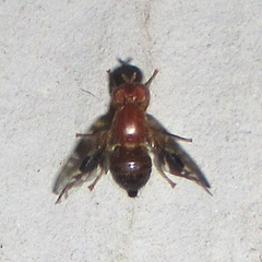 Parastenopa limata