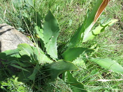 Brunsvigia undulata