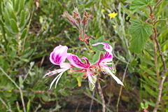 Pelargonium cordifolium