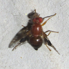 Parastenopa limata