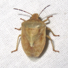 Thyanta custator accerra