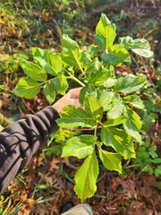 Angelica atropurpurea