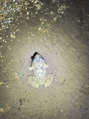 Limnonectes fujianensis