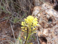 Bulbine abyssinica