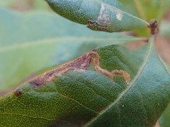 Stigmella betulicola