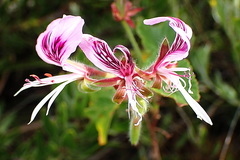 Pelargonium cordifolium