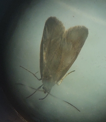 Diurnea lipsiella