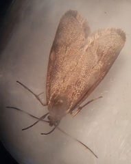 Diurnea lipsiella