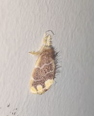 Orvasca subnotata