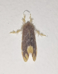 Orvasca subnotata