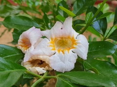 Radermachera sinica