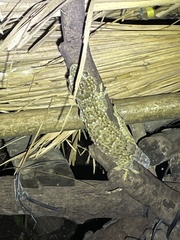 Gekko reevesii