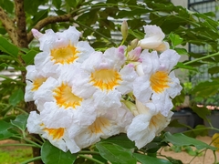 Radermachera sinica