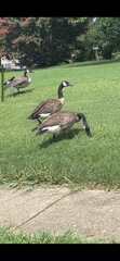 Branta canadensis