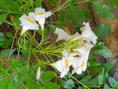 Radermachera sinica