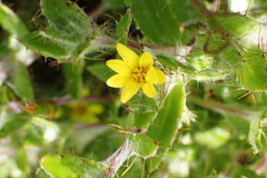Cullumia aculeata