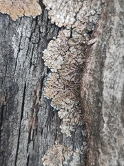 Physconia distorta