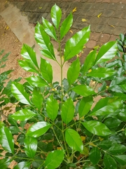 Radermachera sinica
