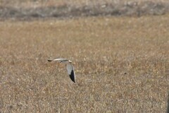 Elanus caeruleus caeruleus