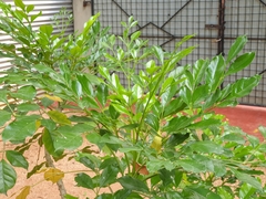 Radermachera sinica