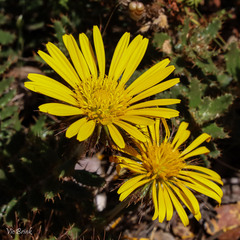 Berkheya barbata
