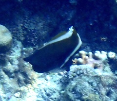 Heniochus varius