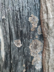 Physconia distorta